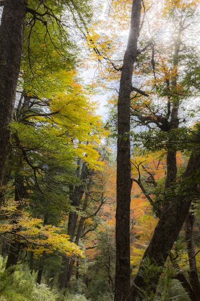 Erstaunliche Herbst Farbe Blick Auf Conguillio Nationalpark Wald — Stockfoto