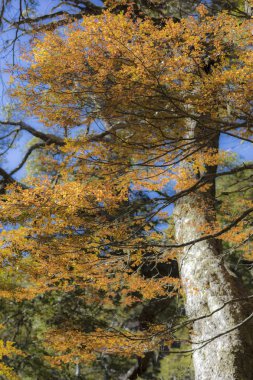 Conguillio Milli Parkı orman inanılmaz sonbahar renk görünümü