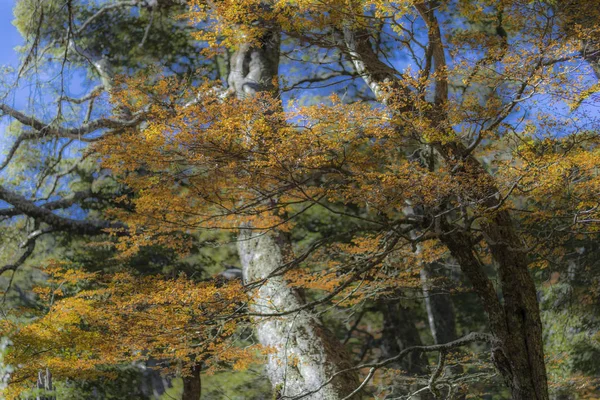 Increíble Vista Color Otoño Bosque Del Parque Nacional Conguillio —  Fotos de Stock