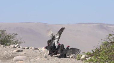 Jotes Mücadele Süper Yavaş Hareket 
