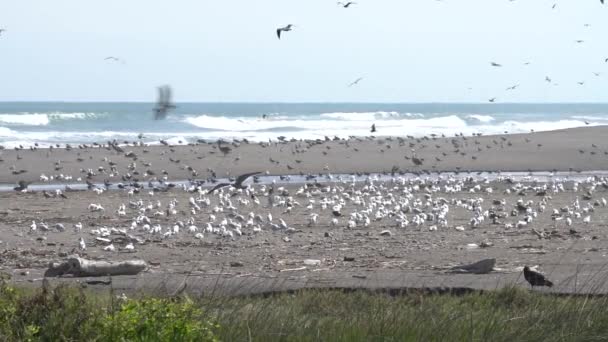 Super Slow Motion Ptaków Wildlife Lluta Wetlands — Wideo stockowe