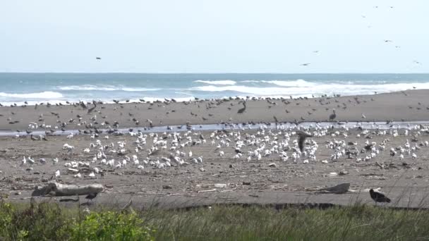 Super Slow Motion Birds Wildlife Los Humedales Lluta — Vídeos de Stock