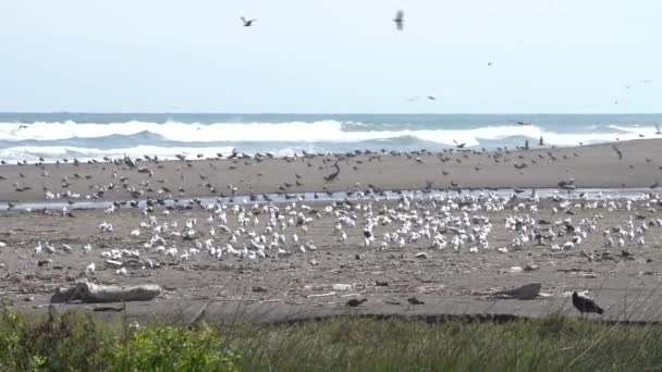 Super Slow Motion Birds Wildlife Lluta Wetlands — Stock Video