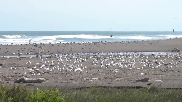 Super Slow Motion Birds Wildlife Los Humedales Lluta — Vídeos de Stock