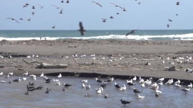 Lluta Sulak Alanlarda Süper Yavaş Hareket Kuşlar Yaban Hayatı