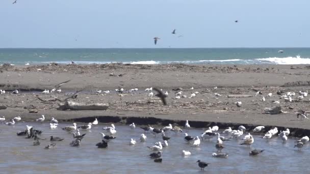 Super Slow Motion Birds Wildlife Lluta Wetlands — Wideo stockowe