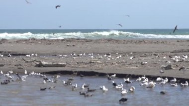 Lluta Sulak Alanlarda Süper Yavaş Hareket Kuşlar Yaban Hayatı