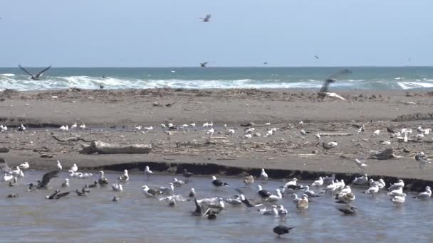 Super Slow Motion Birds Vida Silvestre Los Humedales Lluta — Vídeos de Stock