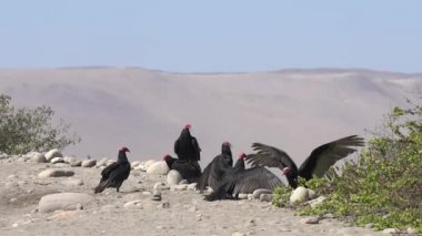Jotes'in Süper Yavaş Hareketi 