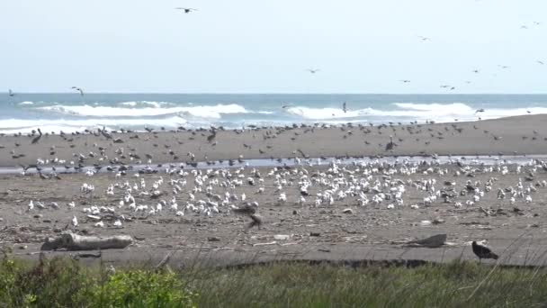 Super Slow Motion Birds Wildlife Los Humedales Lluta — Vídeos de Stock