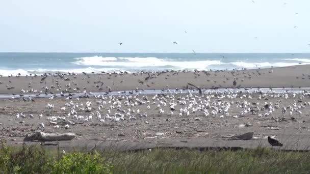 Super Slow Motion Birds Fauna Selvatica Nelle Zone Umide Lluta — Video Stock