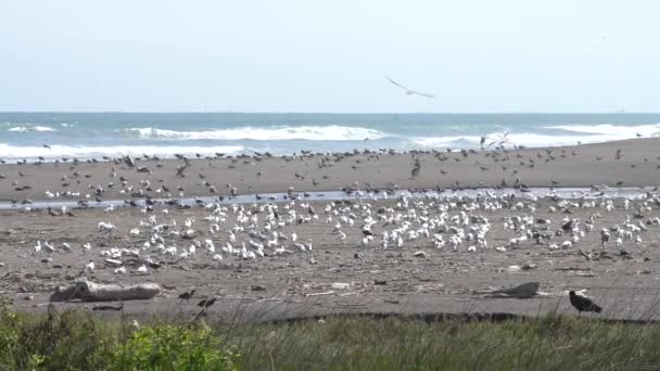 Super Slow Motion Birds Wildlife Los Humedales Lluta — Vídeos de Stock