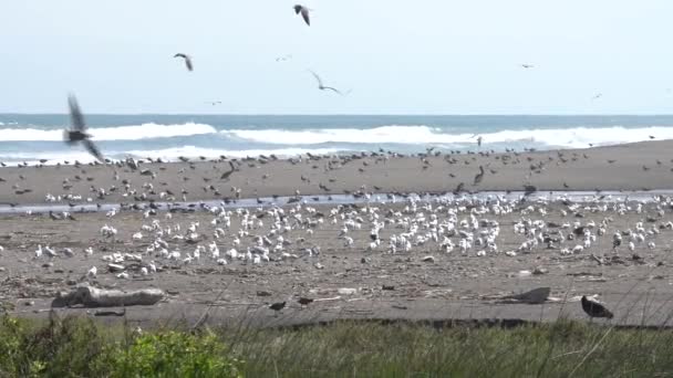 Super Slow Motion Birds Fauna Selvatica Nelle Zone Umide Lluta — Video Stock