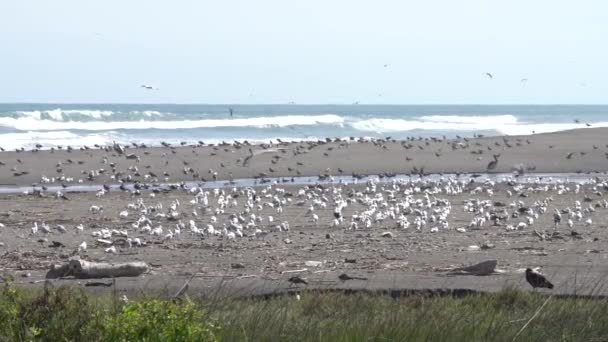 Super Slow Motion Ptaków Wildlife Lluta Wetlands — Wideo stockowe