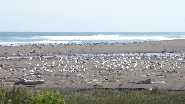 Super Slow Motion Birds Wildlife Los Humedales Lluta — Vídeos de Stock