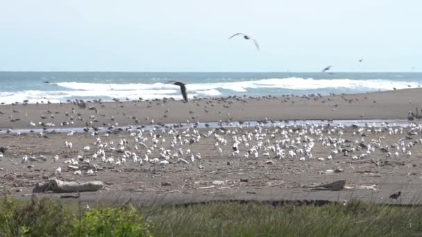 Super Slow Motion Birds Wildlife Los Humedales Lluta — Vídeos de Stock