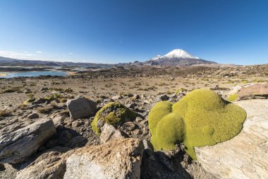 The Yareta is a moss plant that grows in the Andean Altiplano at high altitudes. A sunny day view of Cotacotani Lagoons and Parinacota Volcano with a Yareta hanging from a rock on an idyllic scenery clipart