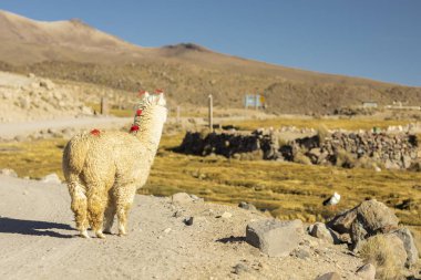 Güneşli bir günde çayırda otlayan küçük şirin lama. 