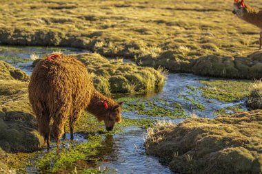 Güneşli bir günde çayır kenarında otlayan küçük sevimli lama. 