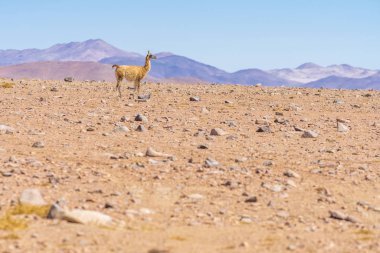 And Dağları 'ndaki otlakları arayan Vicuna memelileri Atacama Çölü içinde Altiplano çayırları, açık havada sakin bir vahşi yaşam sahnesi. Hayvanları vahşi ortamlarında görmek inanılmaz.