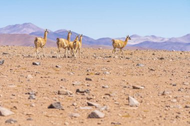 And Dağları 'ndaki otlakları arayan Vicuna memelileri Atacama Çölü içinde Altiplano çayırları, açık havada sakin bir vahşi yaşam sahnesi. Hayvanları vahşi ortamlarında görmek inanılmaz.