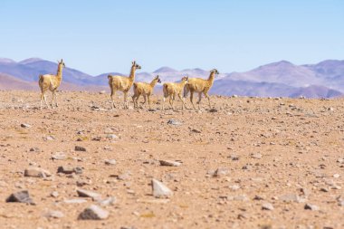 And Dağları 'ndaki otlakları arayan Vicuna memelileri Atacama Çölü içinde Altiplano çayırları, açık havada sakin bir vahşi yaşam sahnesi. Hayvanları vahşi ortamlarında görmek inanılmaz.