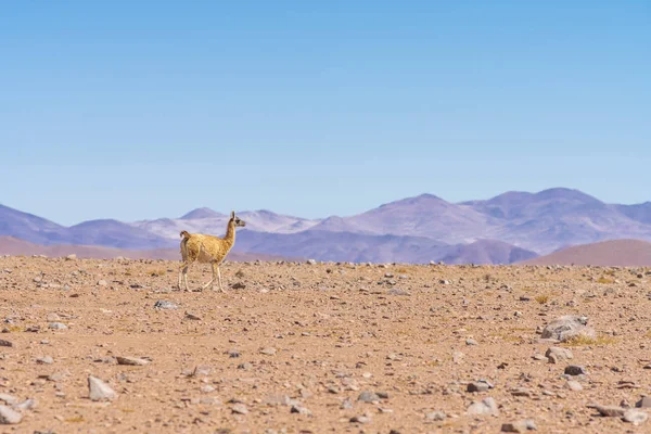 And Dağları 'ndaki otlakları arayan Vicuna memelileri Atacama Çölü içinde Altiplano çayırları, açık havada sakin bir vahşi yaşam sahnesi. Hayvanları vahşi ortamlarında görmek inanılmaz.