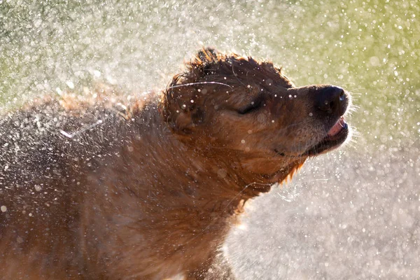 Βρεγμένο Σκύλο Τινάζοντας Νερό Μετά Κολύμπι — Φωτογραφία Αρχείου