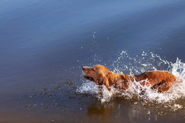 Feliz Cão Saltando Para Lago — Fotografia de Stock