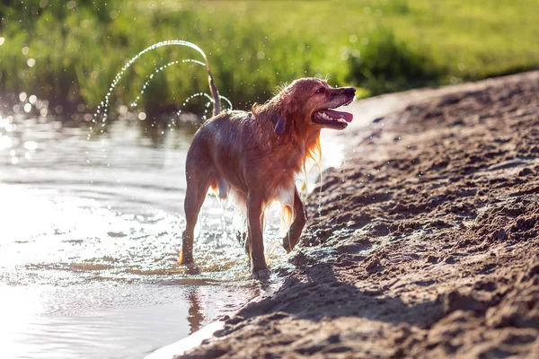 Щасливий Мокрий Собака Грає Пляжі — стокове фото
