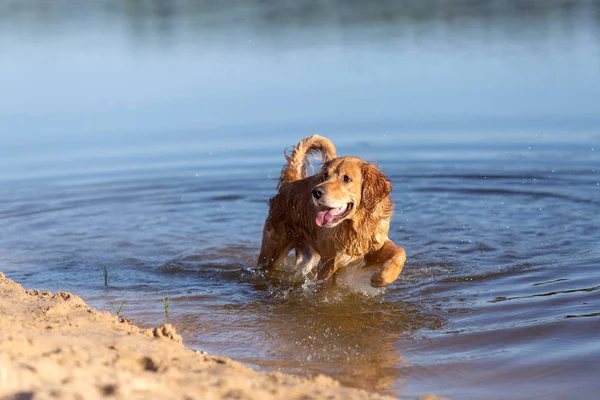 Ευτυχής Χρυσό Retriever Άλμα Και Παίζουν Στο Νερό — Φωτογραφία Αρχείου