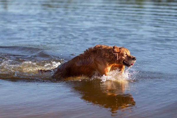 Cão Feliz Divertindo Saltando Água — Fotografia de Stock