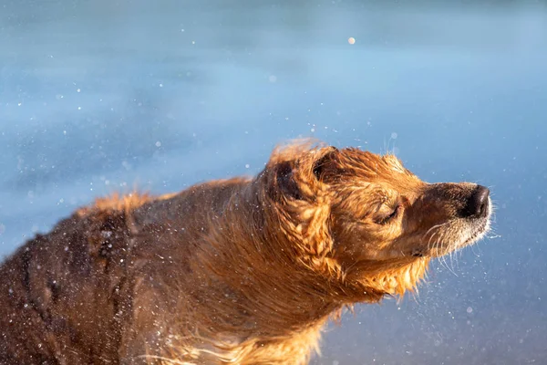 Cão Molhado Tremendo Após Natação — Fotografia de Stock