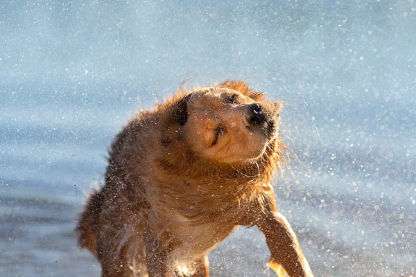 Mokrý Pes Setřásl Plavání — Stock fotografie