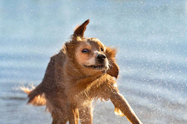 Nasser Hund Schüttelt Sich Nach Dem Schwimmen — Stockfoto