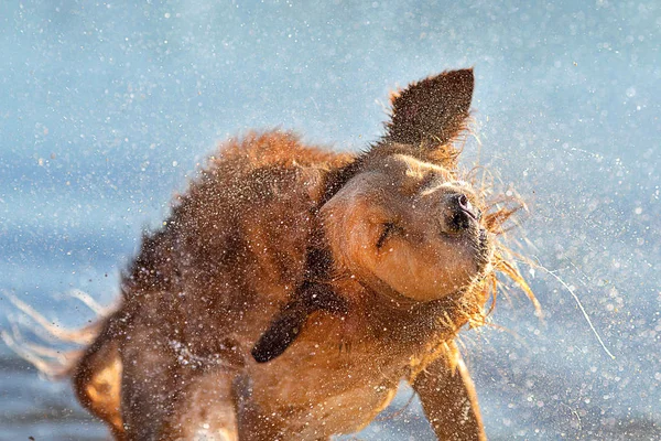 Βρεγμένο Σκύλο Τίναγμα Του Μετά Κολύμπι — Φωτογραφία Αρχείου