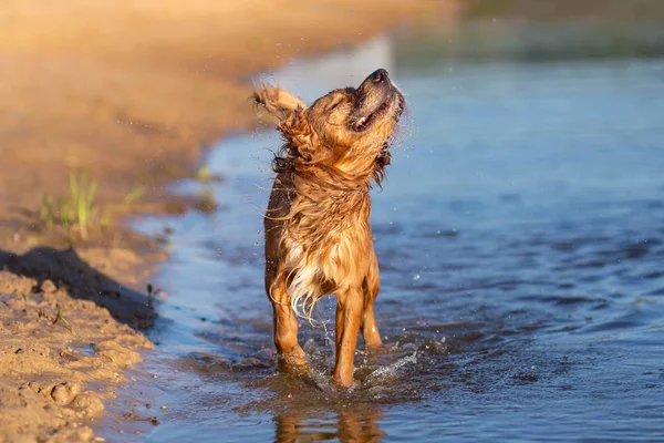 Χαρούμενο Σκυλί Υγρό Αποτίναξη Μετά Κολύμπι — Φωτογραφία Αρχείου