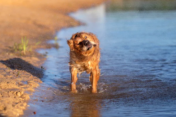 Happy dog shaking off after swimming