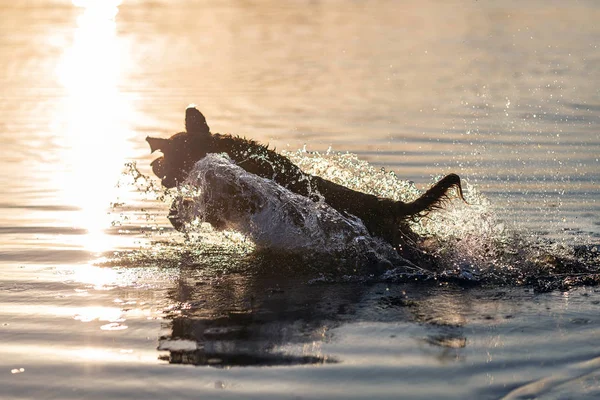 Feliz Perro Saltando Agua Divirtiéndose — Foto de Stock