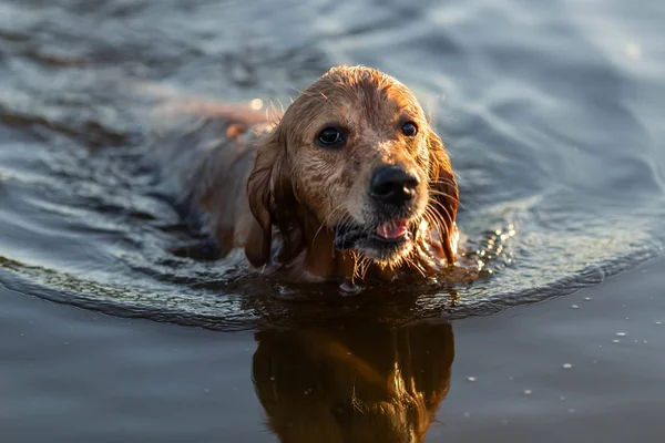 Ευτυχισμένος Σκύλος Κολύμπι Στη Λίμνη — Φωτογραφία Αρχείου