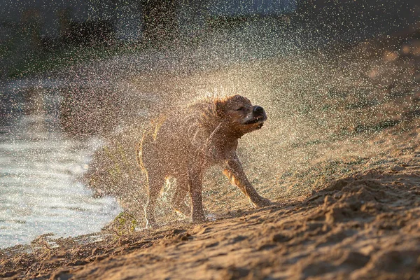 Мокрий Собака Трясеться Після Плавання Під Час Заходу Сонця — стокове фото