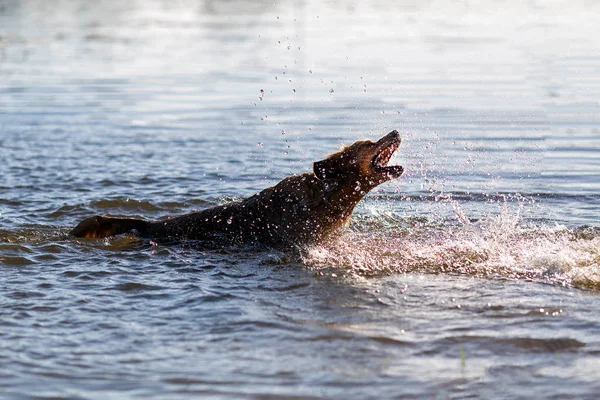 Feliz Perro Divirtiéndose Agua —  Fotos de Stock