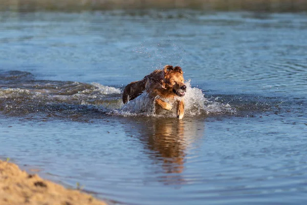 Feliz Golden Retriever Saltando Nadando Agua — Foto de Stock