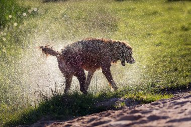 Köpek sonra yüzme su, gün batımı ışık sallayarak ıslak