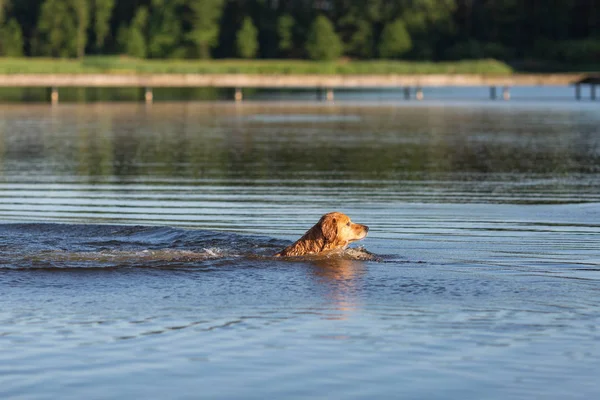 Щасливий Золотий Ретривер Плаває Озері — стокове фото