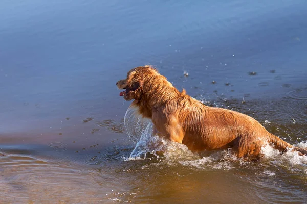 Boldog Arany Vizsla Játszanak Vízben — Stock Fotó