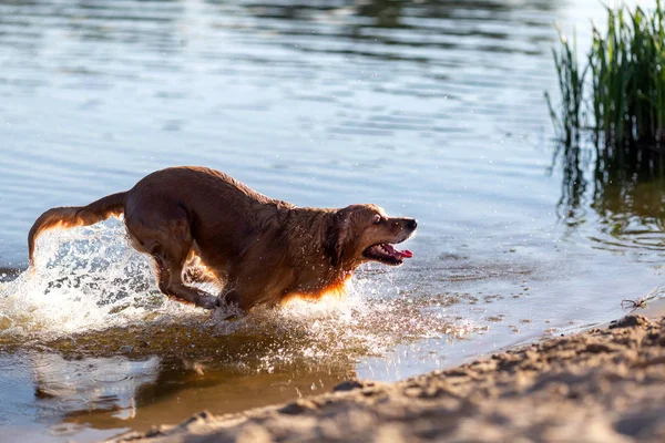 Boldog Arany Vizsla Futás Ugrás Vízbe — Stock Fotó