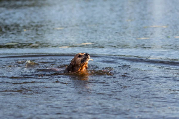 Щасливий Собака Плаває Палицею Роті — стокове фото