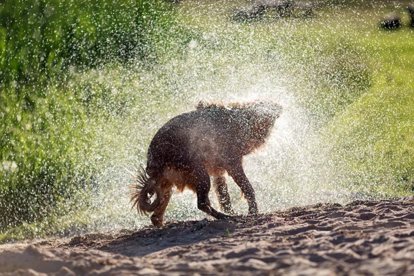 Мокрий Собака Трясеться Після Плавання Воді Світло Захід Сонця — стокове фото