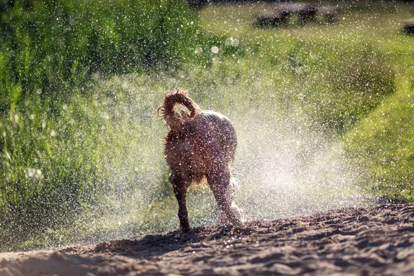 Wet dog shaking off after swimming in the water, sunset light
